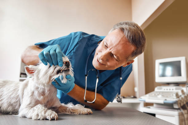 Best Weekend Emergency Dentist in Weston, FL